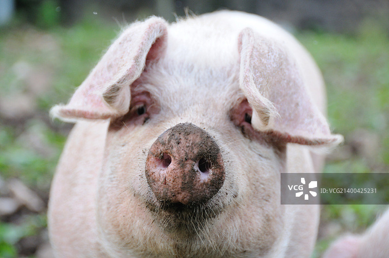 猪的肖像图片素材