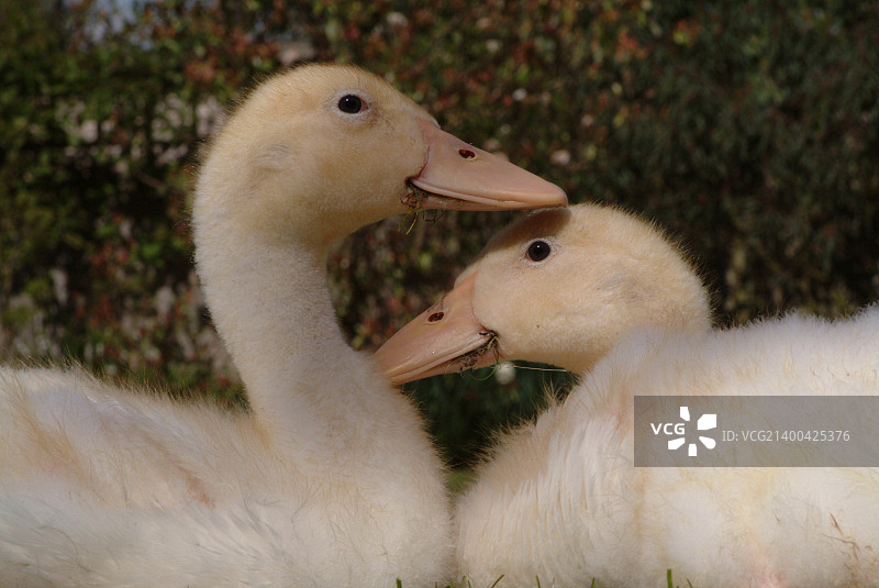 一对小鸭子图片素材