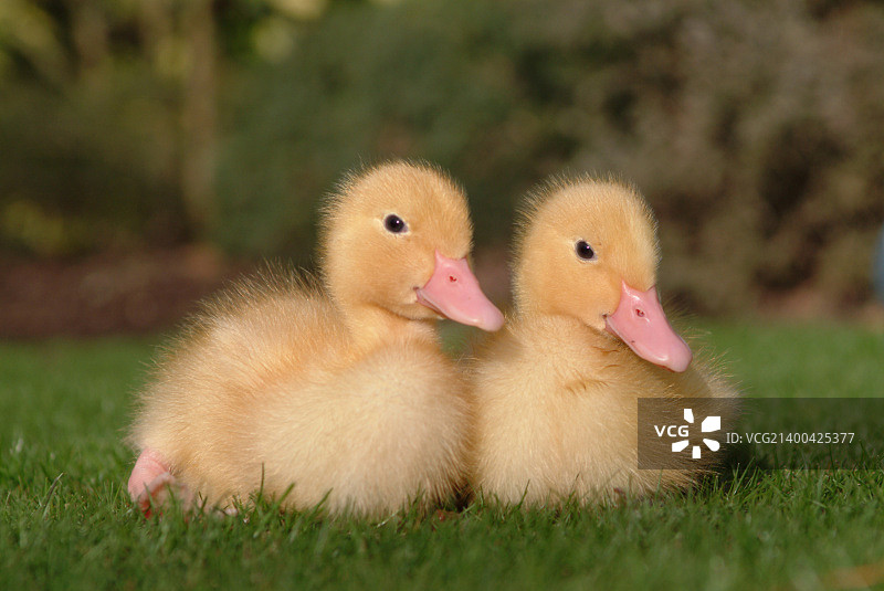 两只小鸭子与一只喜马拉雅兔交朋友图片素材
