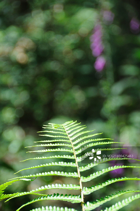 林地中的毛地黄和蕨类植物图片素材
