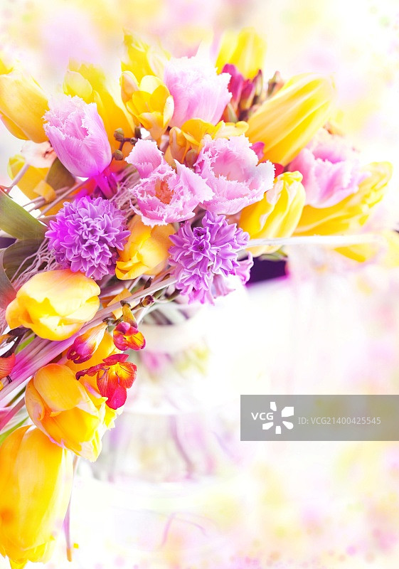 节日：黄色郁金香节日背景图片素材