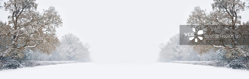 冬季森林雪景：原始雪和树线延伸至远方图片素材