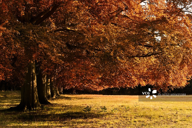 沐浴在秋日金色阳光下的橡树大道图片素材