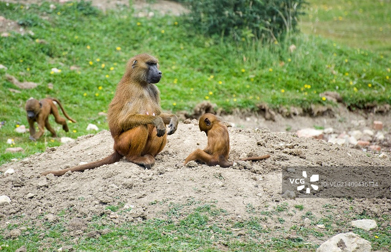 凝胶拉达狒狒群图片素材