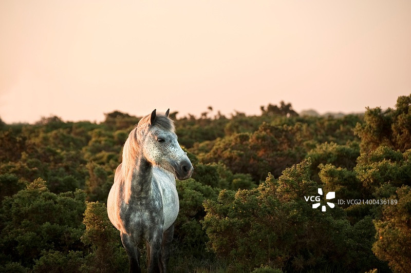 沐浴在温暖日出阳光下的新森林小马驹特写图片素材