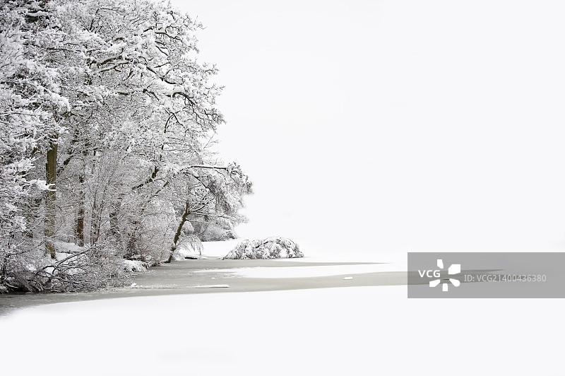 美丽的冬季森林场景，原始雪地，有充足的文字和文案空间图片素材