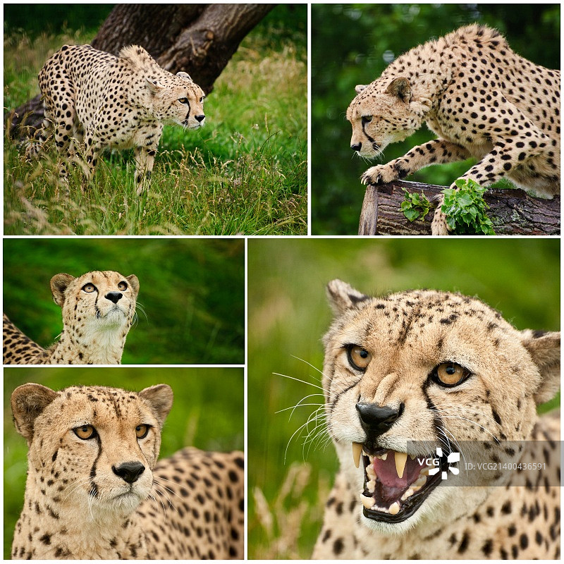圈养猎豹影像合集图片素材