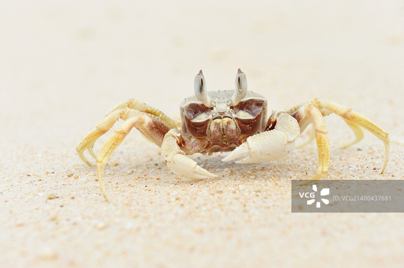 海滩上的幽灵蟹图片素材