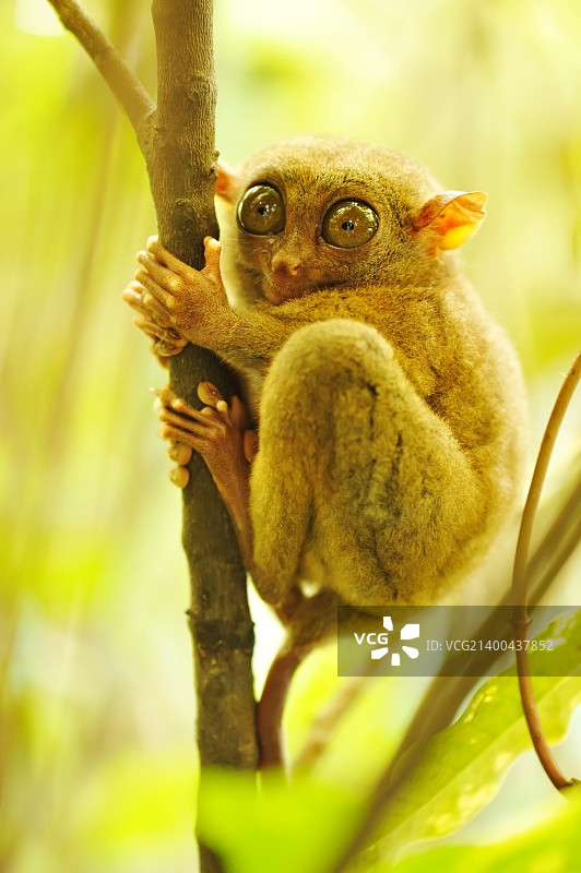 自然环境中的眼镜猴图片素材