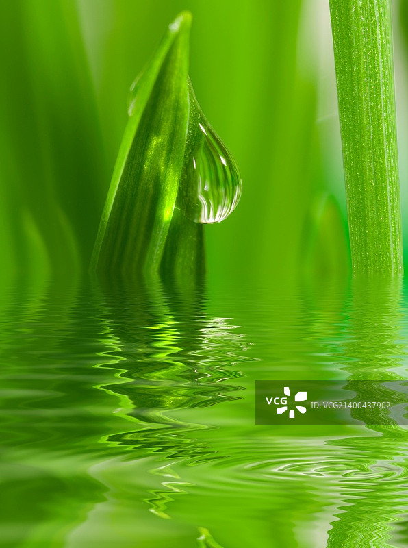 带有露珠的鲜草特写，水面倒影图片素材