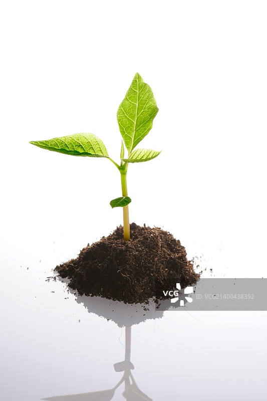 白色背景上的孤立植物图片素材