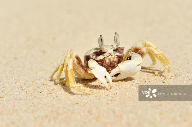海滩上的幽灵蟹图片素材