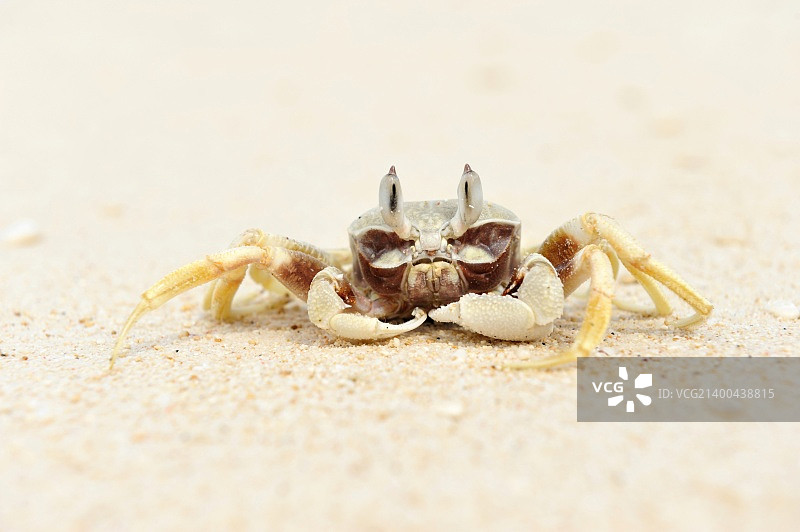 海滩上的幽灵蟹图片素材