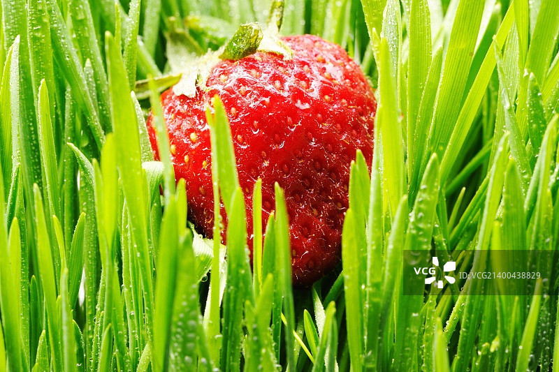 绿色草地上的草莓特写图片素材