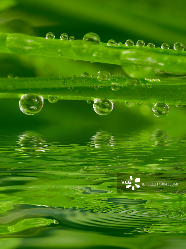 带有露珠的鲜草特写，水面倒影图片素材