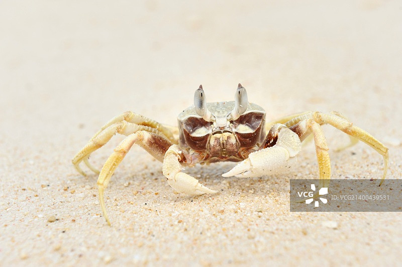 海滩上的幽灵蟹图片素材