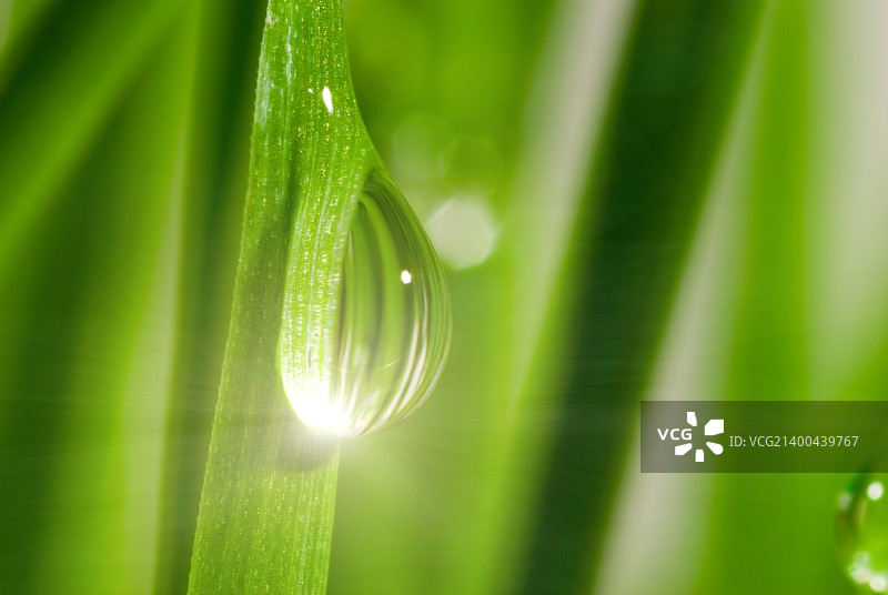 沾有露珠的鲜草特写图片素材