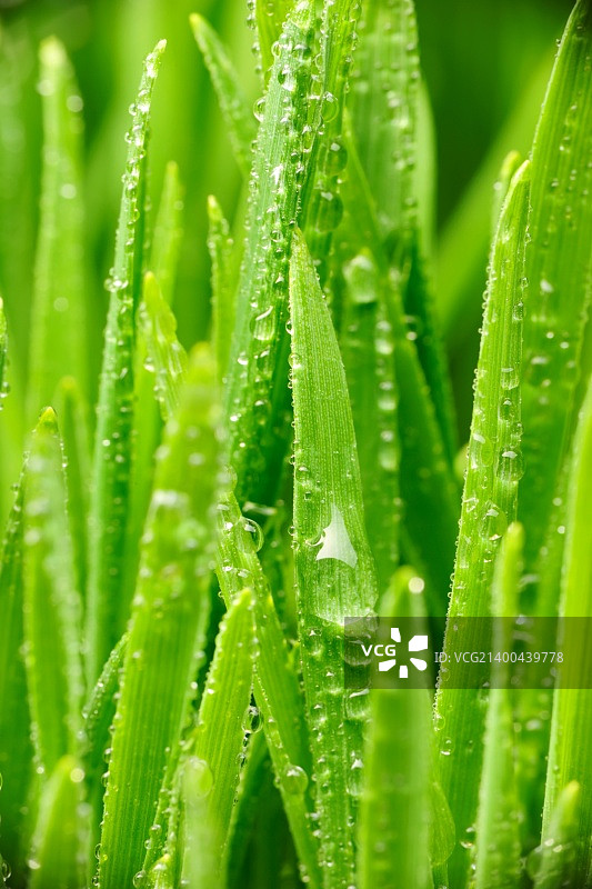 草叶上的水滴图片素材