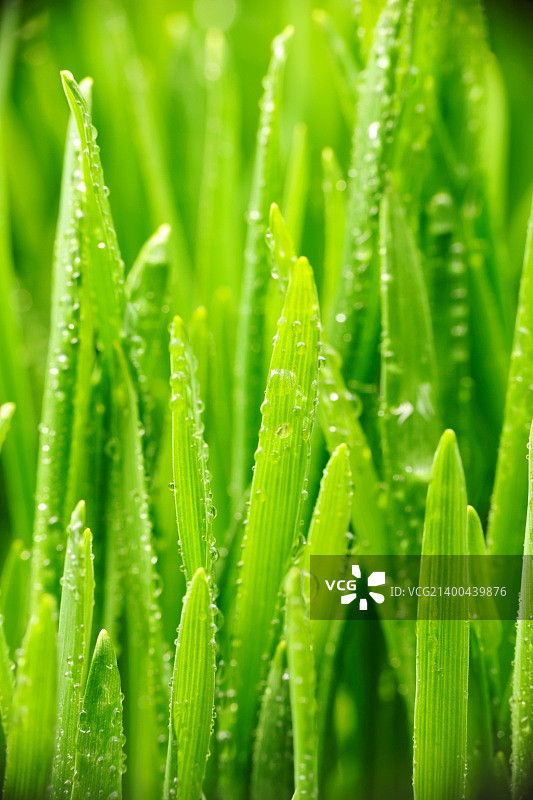 草叶上的水滴图片素材