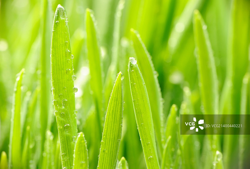 草叶上的水滴图片素材