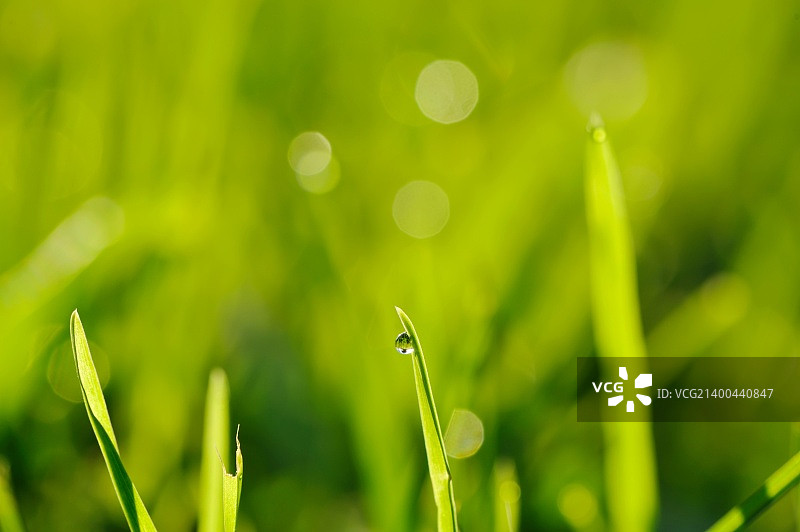 带露珠的清晨草地图片素材