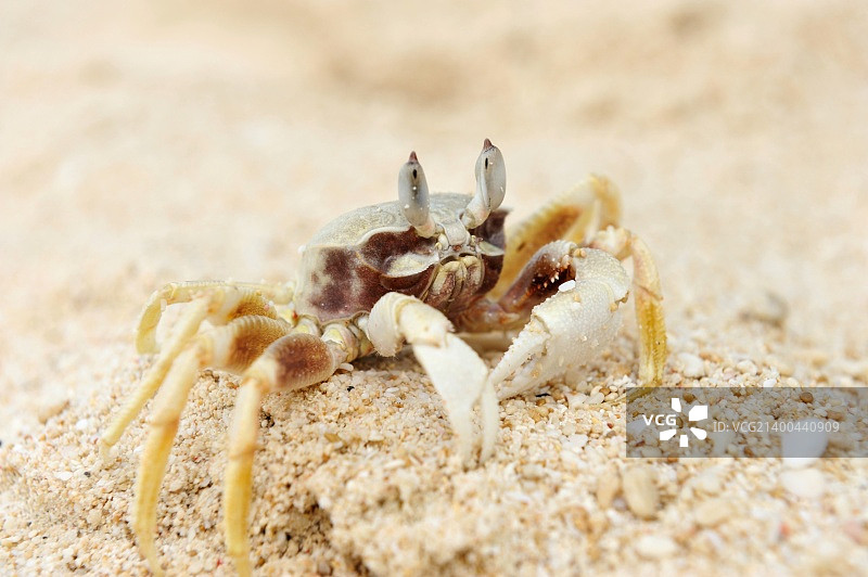 海滩上的幽灵蟹图片素材