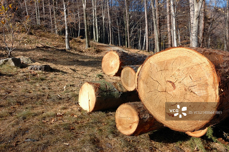 木堆树干特写图片素材