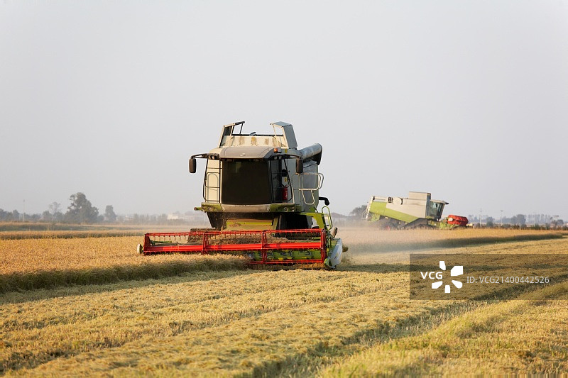 意大利皮埃蒙特稻田收割时的现代联合收割机图片素材