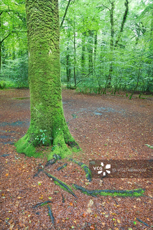 法国布列塔尼：长满苔藓的树干图片素材