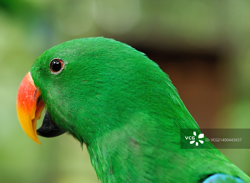 美丽的绿色折衷鹦鹉图片素材