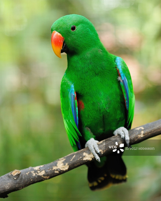 美丽的绿色折衷鹦鹉图片素材