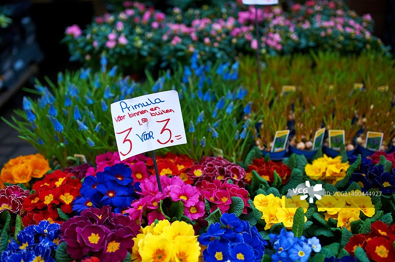 阿姆斯特丹花卉市场特写图片素材