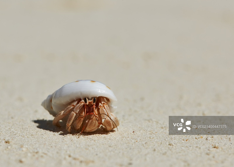 马尔代夫海滩上的寄居蟹图片素材