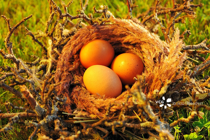 草丛中的鸟巢与鸟蛋图片素材