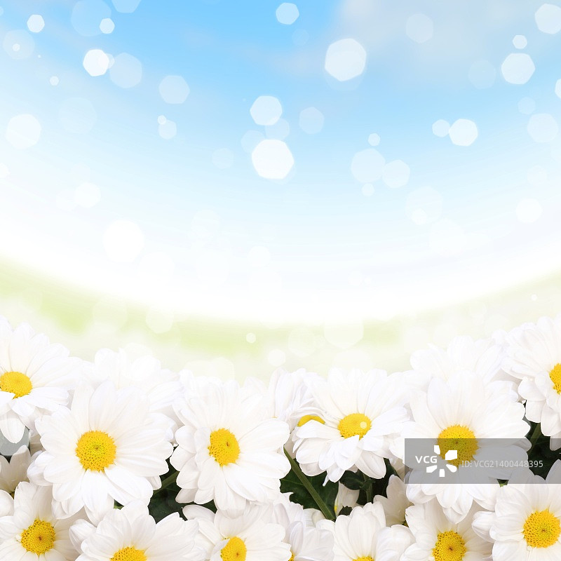 白色和黄色洋甘菊的彩色背景图片素材
