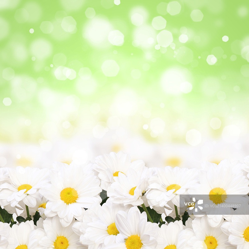 白色和黄色洋甘菊的彩色背景图片素材