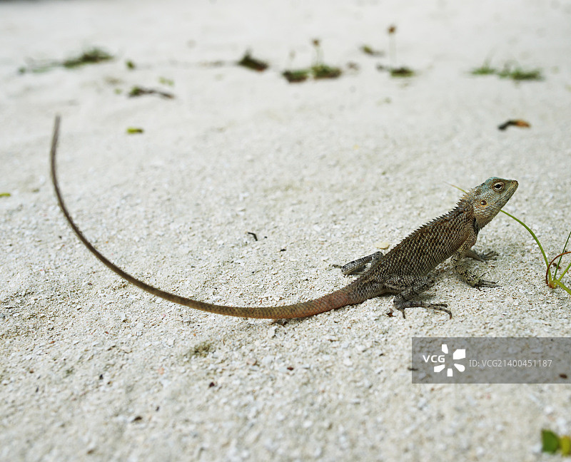 沙滩上的野生蜥蜴特写图片素材