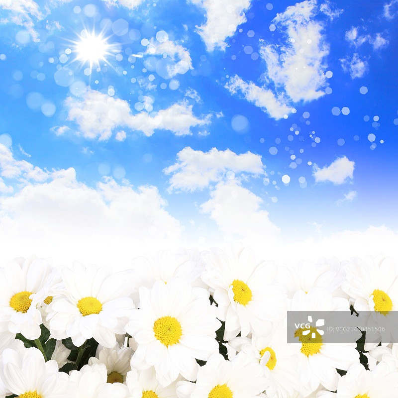 白色和黄色洋甘菊的彩色背景图片素材
