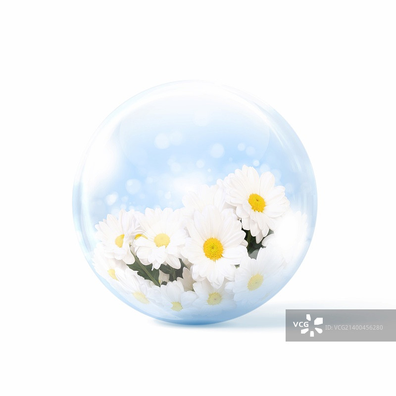 玻璃球里的一束新鲜甘菊图片素材