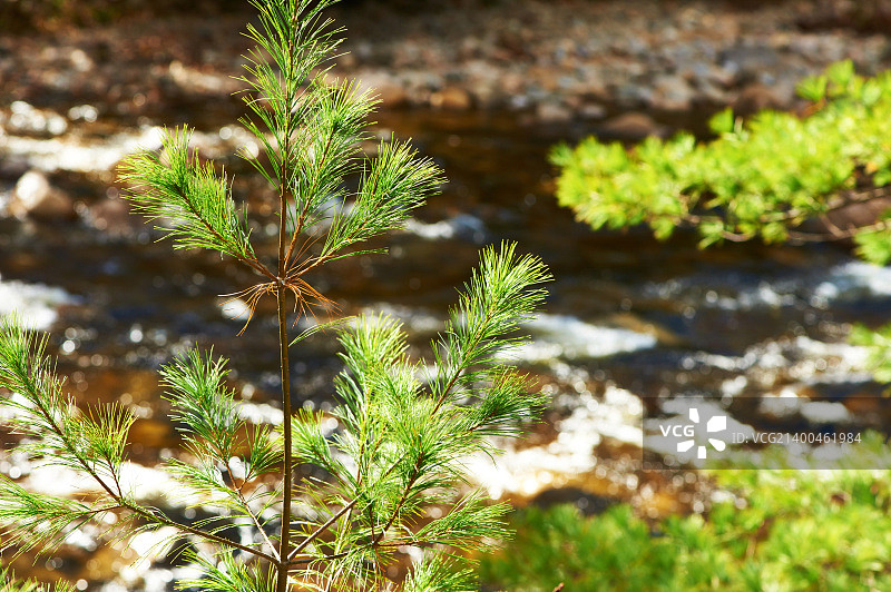 美国新罕布什尔州白山国家森林公园的斯威夫特河图片素材