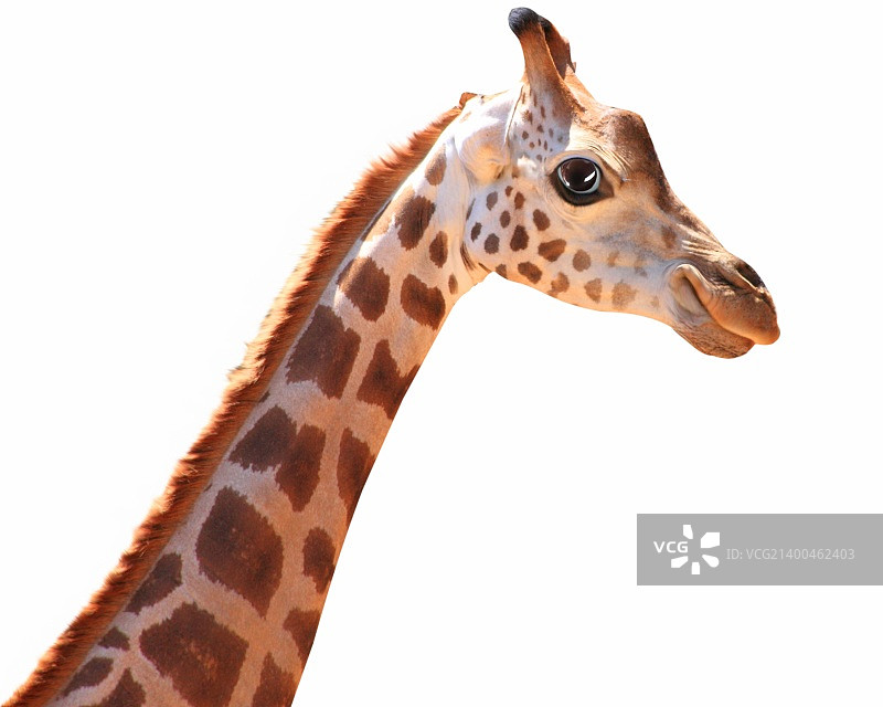 有趣的斑点长颈鹿图片素材