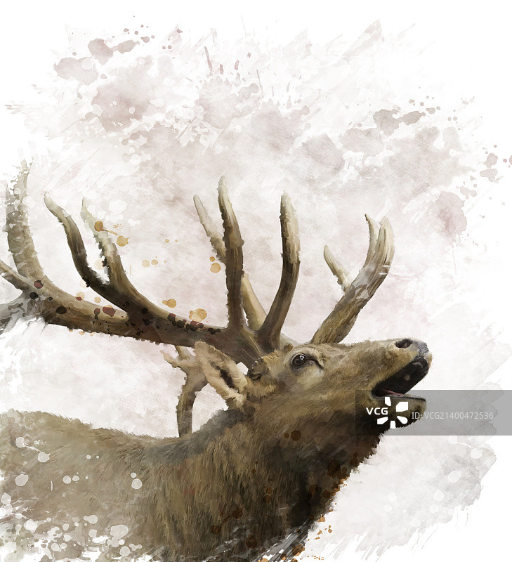 公麋鹿的数字绘画图片素材