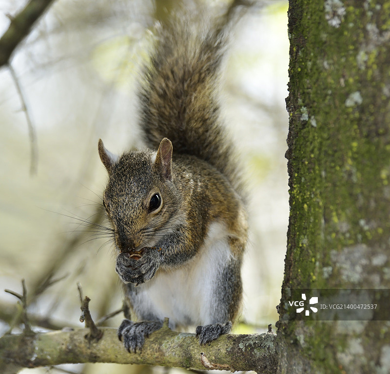 佛罗里达湿地中的东部灰松鼠图片素材