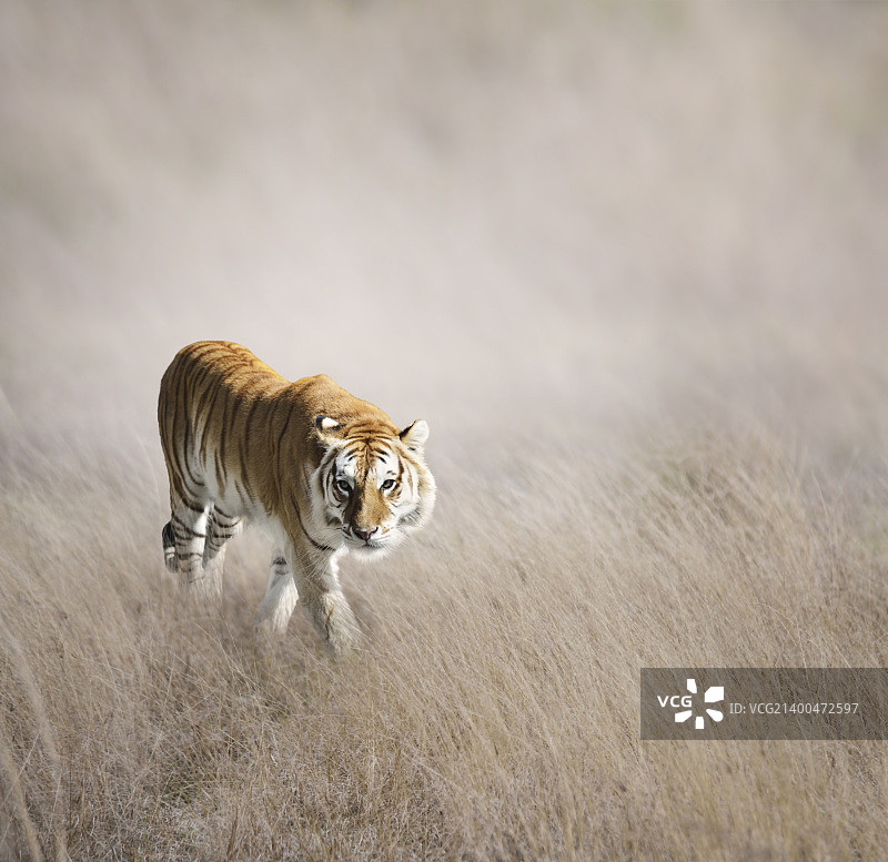 草地行走的老虎图片素材