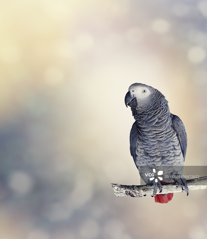 非洲灰鹦鹉栖息在树枝上图片素材