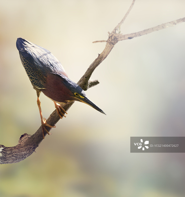 栖息在树枝上的绿鹭图片素材