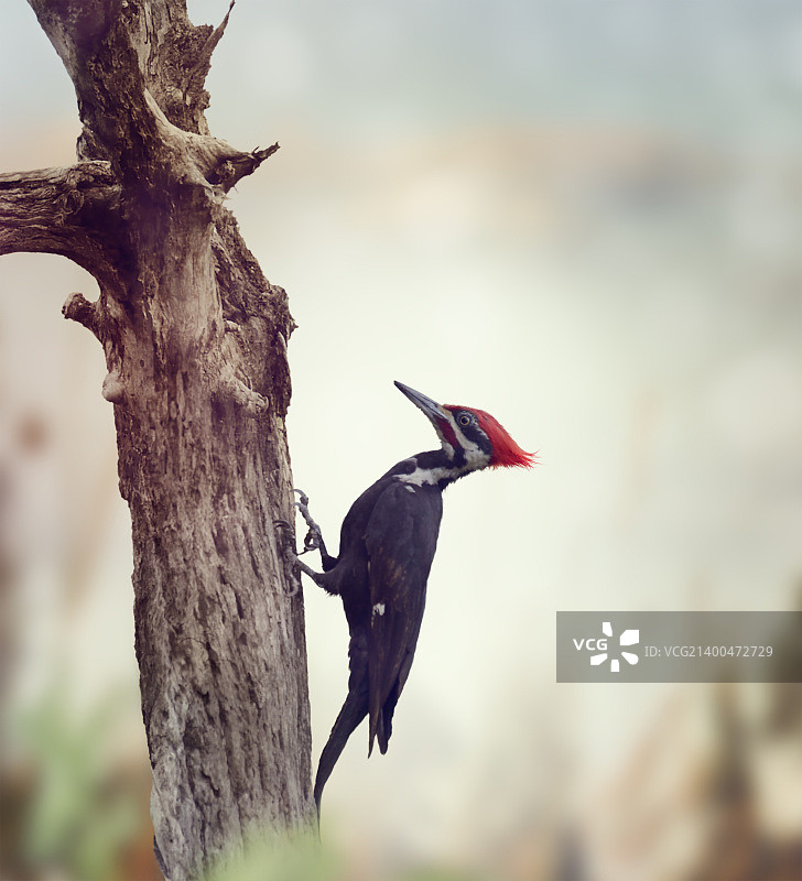 佛罗里达湿地的北美黑啄木鸟图片素材