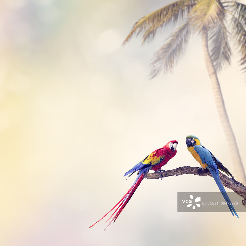 两只鹦鹉栖息在木头上图片素材