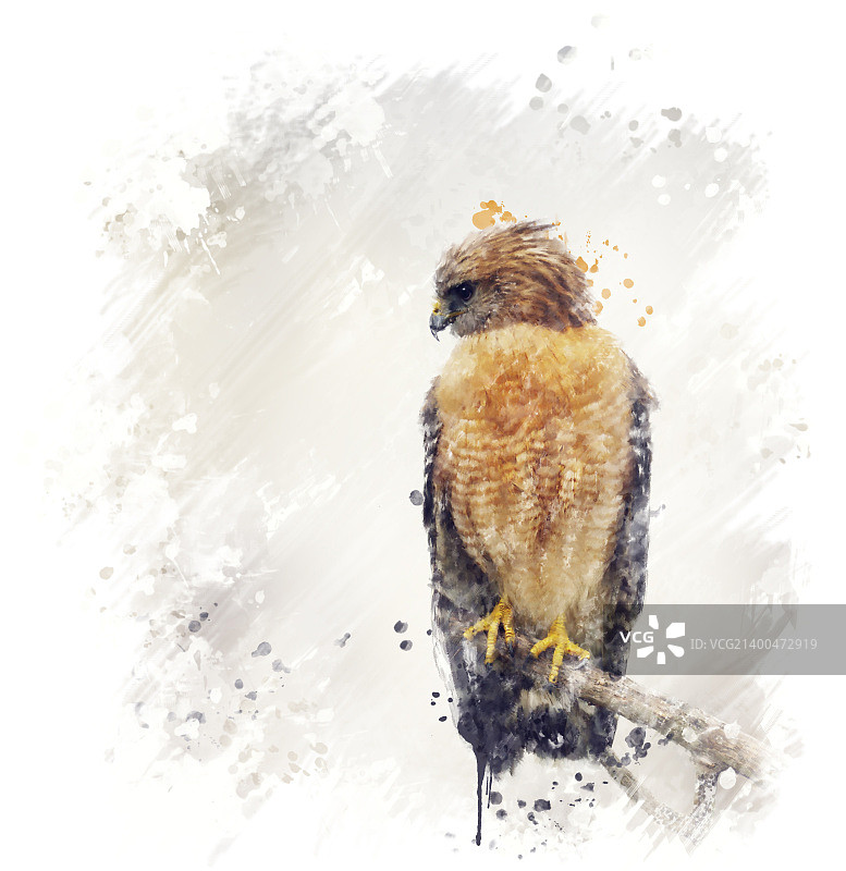 红肩鹰数字绘画图片素材
