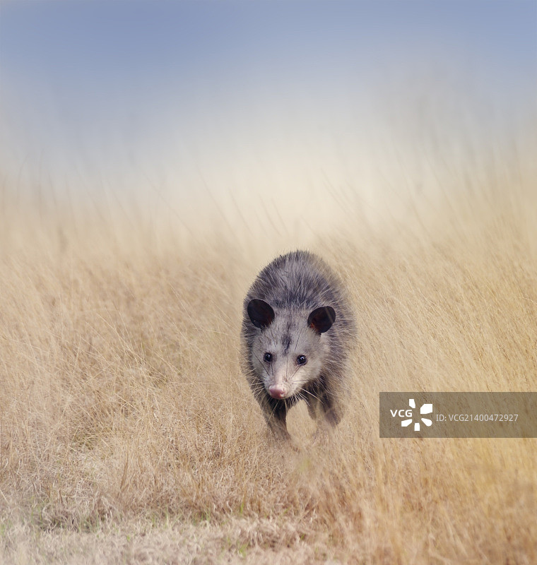 负鼠在高草丛中行走图片素材